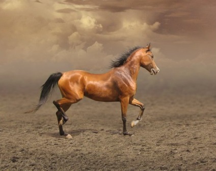 Horse-horse revizuire de roci pentru curse de cai și fotografiile lor