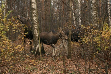 Elk Island - Parcul Național al regiunii Moscova