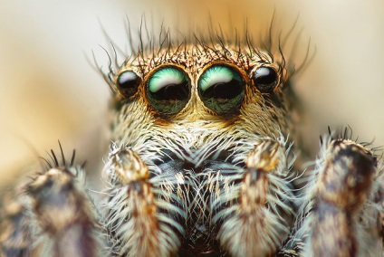 Oamenii și spărgătorul de păianjen văd lumea aproape la fel