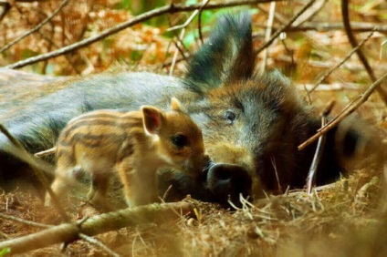 Instinctul matern la animale cum frații noștri se ocupă de copii