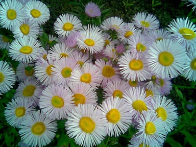 Erigeron - kerti virágok
