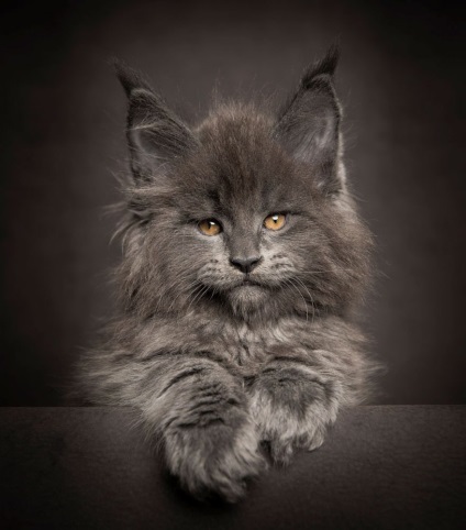 Maine Coon, bine, pisici foarte nobile