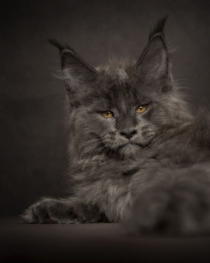 Maine Coon, bine, pisici foarte nobile