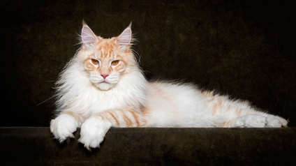 Maine Coon, bine, pisici foarte nobile