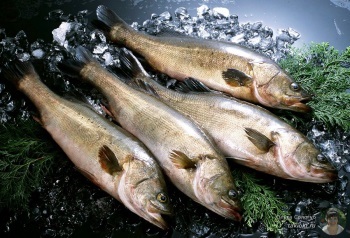 Alaska pollock - beneficiile peștelui și rău, conținutul de calorii, proprietăți utile și contraindicații