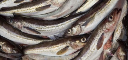 Alaska pollock - beneficiile peștelui și rău, conținutul de calorii, proprietăți utile și contraindicații