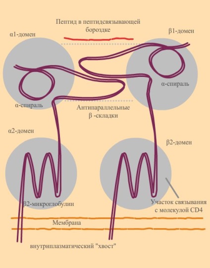 Molecule ale principalului complex de histocompatibilitate din clasa ii, molecule de clasa II