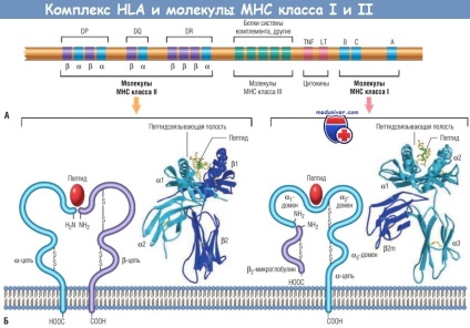 Molekulák MHC - peptid prezentációs rendszer a szerzett immunválasz