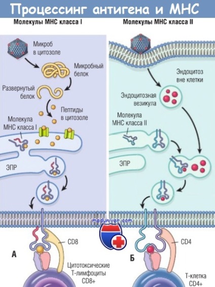 Molecule mhc - sistem de prezentare a peptidelor cu răspuns imun primit