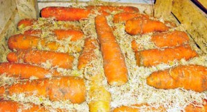 Este posibil și cum să depozitezi morcovii în rumeguș
