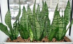 Folk előjelek mit kivirágzott Zamioculcas (dollár fa)