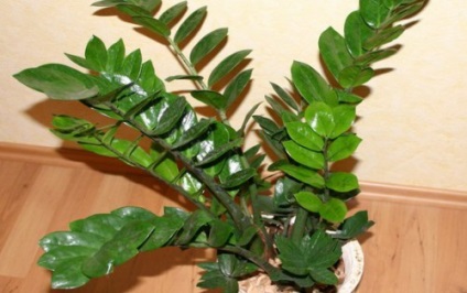 Folk előjelek mit kivirágzott Zamioculcas (dollár fa)