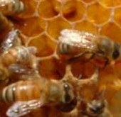 A népszerű impotencia kezelésére méhpempővel