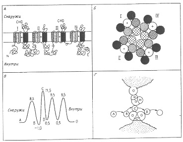 A nátrium csatorna, kalciumcsatorna, gap junction - a pórusokat és csatornákat a biológiai membránok