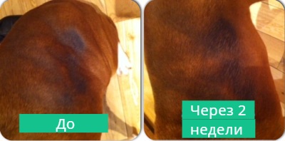 Supliment natural pentru câini hiper hrănirea prim (piele