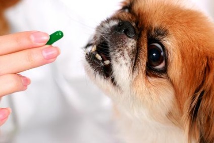 Vitamine necesare pentru câini