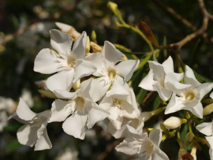 Oleander ellátás beltéri