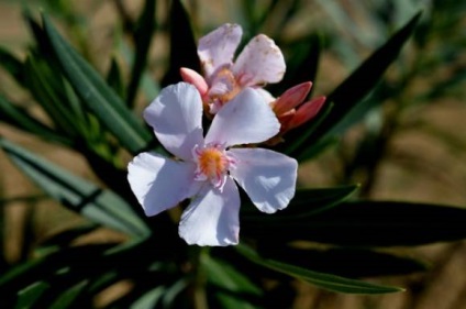 Oleander ellátás beltéri