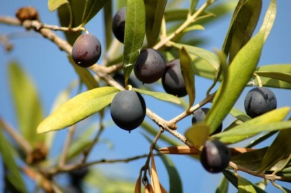 Olívaolaj és előnyei és hátrányai, receptek a bőrt