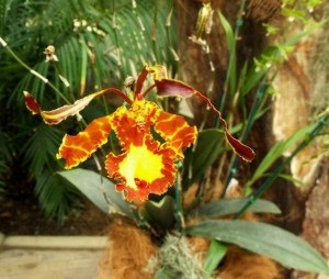 Oncidium de îngrijire la domiciliu (udare, reproducere, transplant)