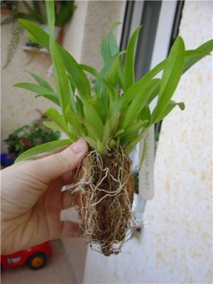 Oncidium de îngrijire la domiciliu (udare, reproducere, transplant)