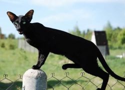 Keleti Cat - Breed Leírás