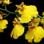 Orchid oncidium de îngrijire la domiciliu, ce să faci dacă se lasă uscat, cum să plantezi un copil,