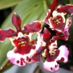 Oncidium orchidea otthoni gondozást, mit kell tenni, ha a száraz leveleket, milyen a növény egy baba,