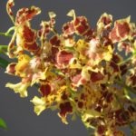 Oncidium orchidea otthoni gondozást, mit kell tenni, ha a száraz leveleket, milyen a növény egy baba,