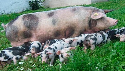 Principalele rase de porci, ferma lor