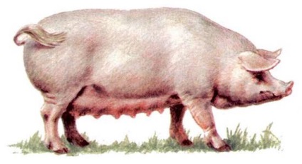 Principalele rase de porci, ferma lor