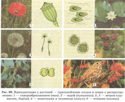 A fő módja, és irány az evolúció