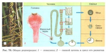 Principalele căi și direcții de evoluție