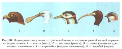 A fő módja, és irány az evolúció