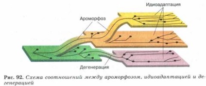 Principalele căi și direcții de evoluție