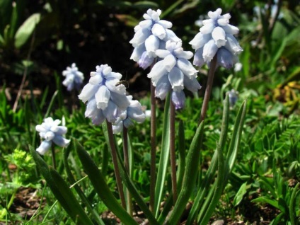 Особености засаждане и грижи за Muscari