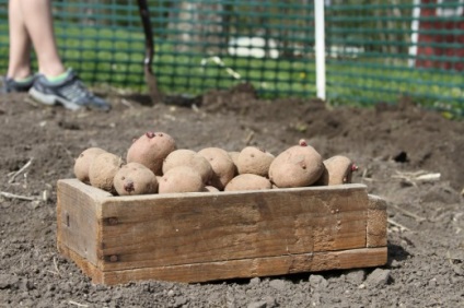 Caracteristici de pregătire și plantare a culturilor de cartofi