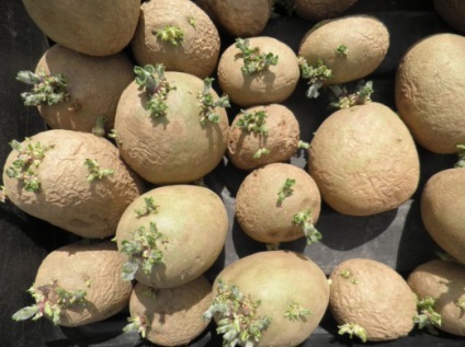 Caracteristici de pregătire și plantare a culturilor de cartofi
