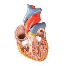 Departamentul de Cardiologie al Centrului Medical din Mytishchi