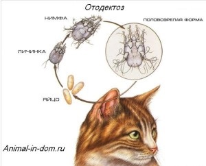 Ototectoza, tratamentul animalelor domestice