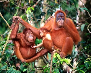 Ordinea primatelor - maimuțe superioare subordonate (maimuțe) - o familie de maimuțe mari