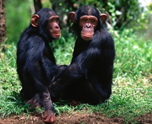 Ordinea primatelor - maimuțe superioare subordonate (maimuțe) - o familie de maimuțe mari