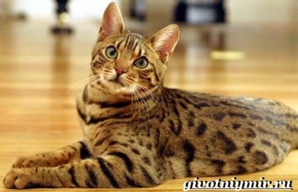 ocicat macska