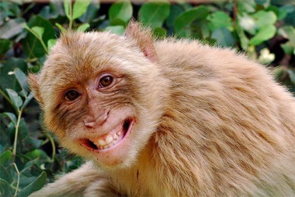 Zâmbetul va face ca fiecare să râdă râsul animalelor în cadru