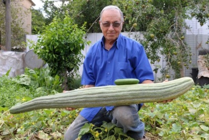 Legume gigant-titularii de înregistrare (19 fotografii) - fapte interesante cele mai incredibile și curioase din lume