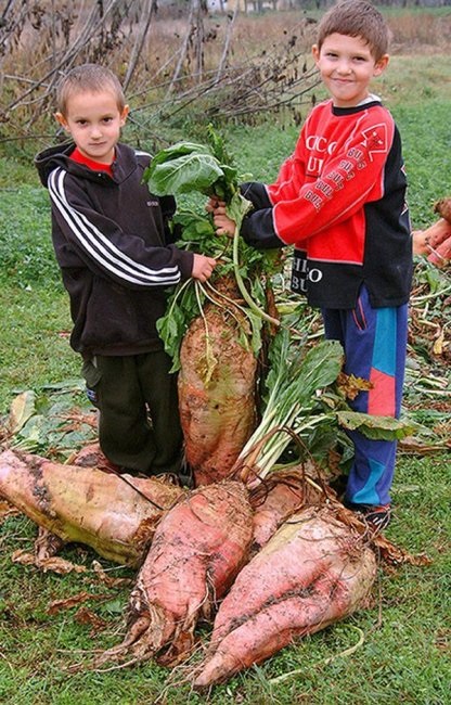 Legume gigant-titularii de înregistrare (19 fotografii) - fapte interesante cele mai incredibile și curioase din lume