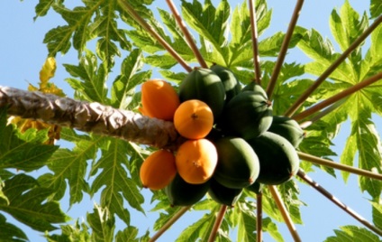 Papaya ca medicament este un beneficiu și proprietăți terapeutice, beautyinfo