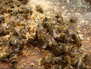 Podmore méhek - gyógyászati ​​tulajdonságokkal és ellenjavallatok kezelés receptek méh Podmore