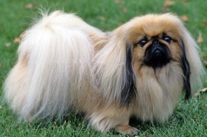 Pekingese - caracteristicile rasei - iepurii