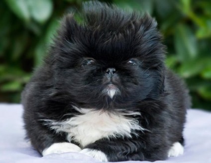 Pekingese - caracteristicile rasei - iepurii